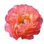 Peonija  `Coral Sunset`